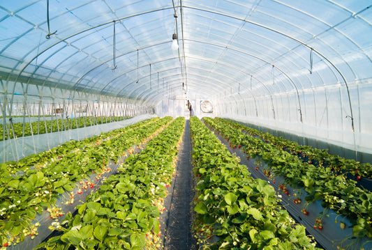 Biodegradable agricultural mulch film an alternative