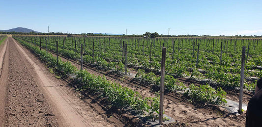 The Rise of Bio-plastic Products in Australian Agriculture: A Sustainable Revolution