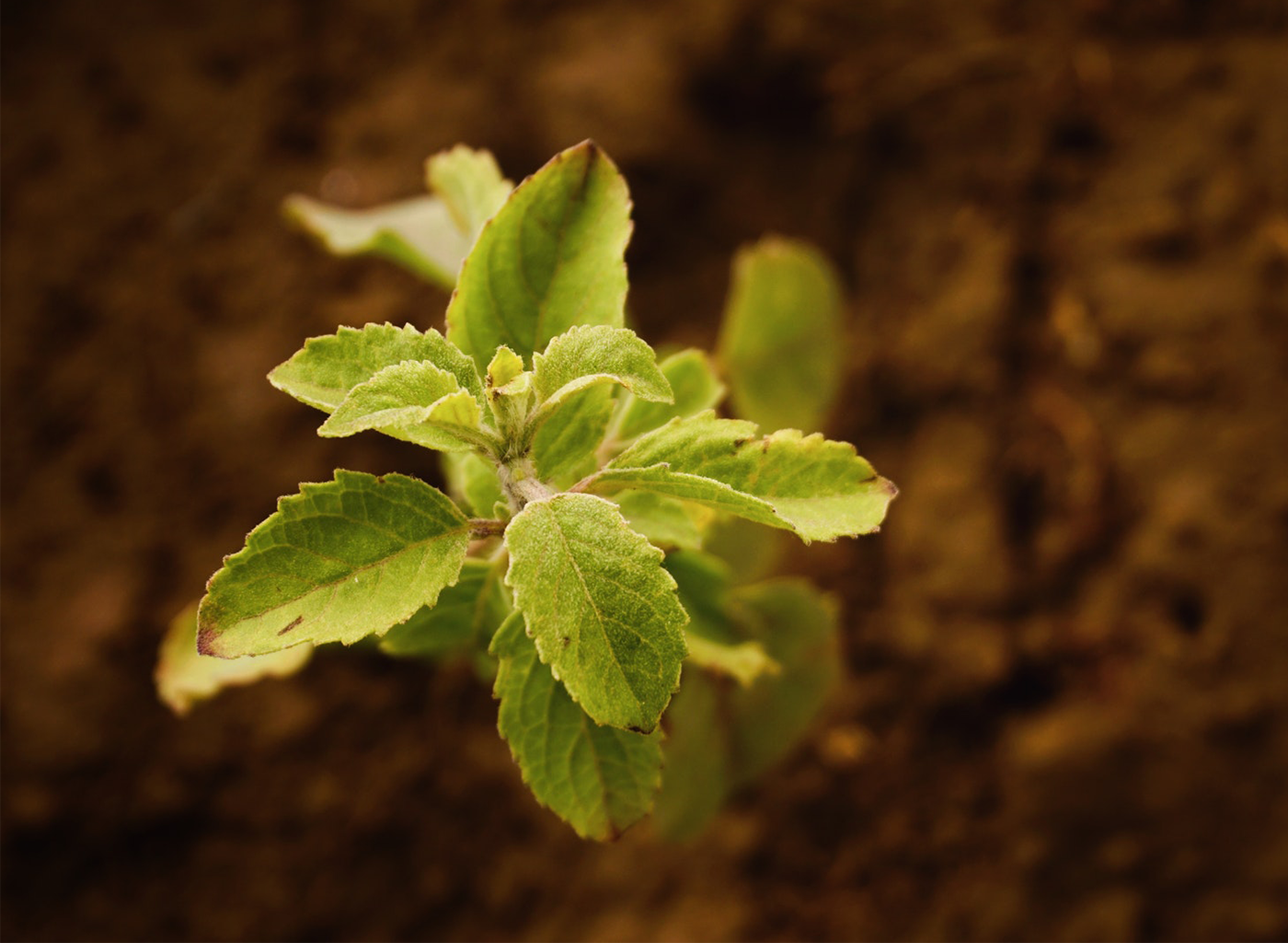 Australian Successful Experience: the HAL Project – Australian Bio-Plastics