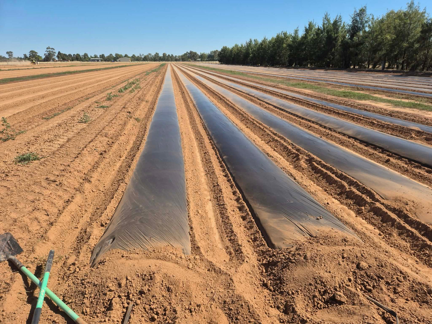 Biodegradable Mulch Film