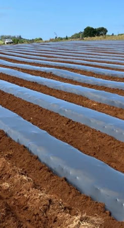 Mulch Film